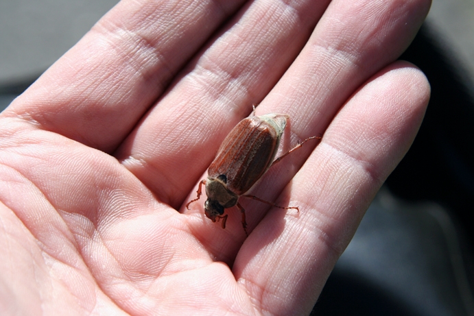 ZA_PL_0018.jpg - Es gibt ihn noch, den Maikaefer