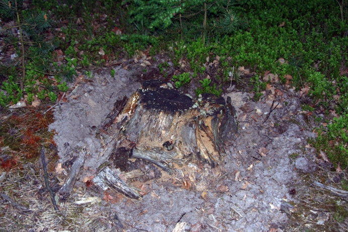 ZA_PL_0034.jpg - Hier wuehlte nachts ein Wildschwein herum und brachte mich fuer kurze Zeit um meinen Schlaf